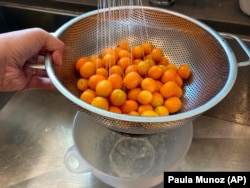 Kumquats are rinsed in a colander and the water is collected. It will be used to water plants, June 30, 2022, (AP Photo/Paula Munoz)