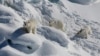   کینیڈا کے قطبی ریچھ  بڑی تعداد میں مرنے لگے
