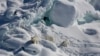 Polar Bears in Greenland Might Have Found Place to Survive