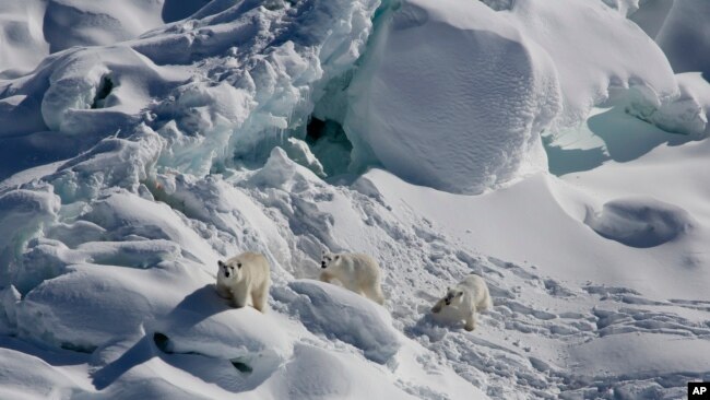 An adult female polar bear, left, and two 1-year-old cubs walk over snow-covered freshwater glacier ice in Southeast Greenland in March 2015. (Kristin Laidre via AP)