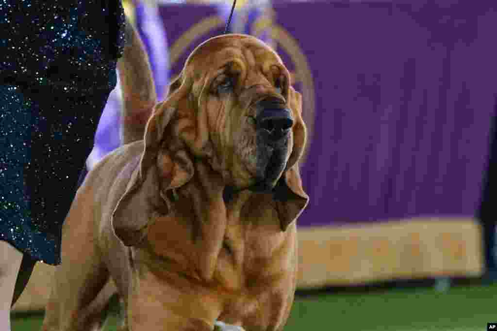 Trumpet, a bloodhound, competes at the 146th Westminster Kennel Club Dog Show, June 22, 2022, in Tarrytown, N.Y. Trumpet won the title. Here are several other dogs who competed in the show.&nbsp;