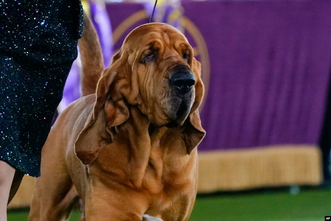 Bloodhound Named Top Dog at Westminster Dog Show
