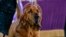 Trumpet, a bloodhound, competes at the 146th Westminster Kennel Club Dog Show, June 22, 2022, in Tarrytown, N.Y. Trumpet won the title. Here are several other dogs who competed in the show.&nbsp;