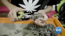 Who Will Win in Thailand’s Weed Wonderland?
