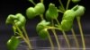 U.S. researchers have reported success using an artificial method of photosynthesis to grow different plants in complete darkness. (Image Credit: Marcus Harland-Dunaway/University of California Riverside )