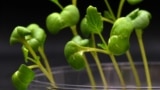 U.S. researchers have reported success using an artificial method of photosynthesis to grow different plants in complete darkness. (Image Credit: Marcus Harland-Dunaway/University of California Riverside )