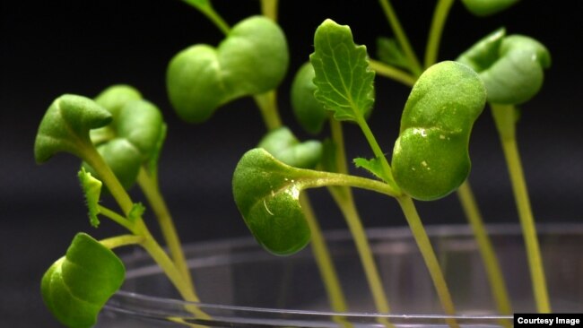 U.S. researchers have reported success using an artificial method of photosynthesis to grow different plants in complete darkness. (Image Credit: Marcus Harland-Dunaway/University of California Riverside )