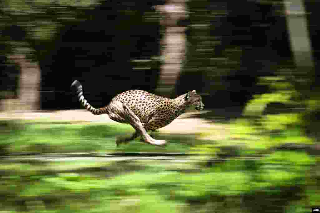 A cheetah runs behind a decoy in its enclosure in the African Safari zoo in Plaisance du Touch, near Toulouse southwestern France, during training in the cheetah race to fight against the sedentary lifestyle of big cats.