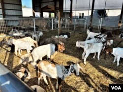 Peternakan dan rumah pemotongan hewan kurban di Maryland, AS (foto: VOA)