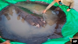 In this photo provided by Wonders of the Mekong taken on June 14, 2022, a man touches a giant freshwater stingray before being released back into the Mekong River in Stung Treng, Cambodia. (Chhut Chheana/Wonders of the Mekong via AP)