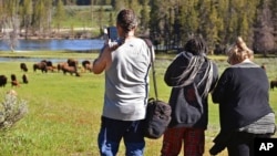 2022年6月22日怀俄明州黄石国家公园: 游客拍摄野牛群照片