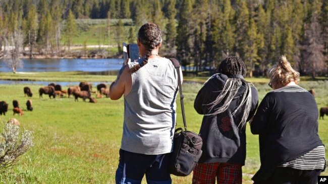 Visitors take pictures of a bison herd in the Hayden Valley in Yellowstone National Park, Wyoming, June 22, 2022.
