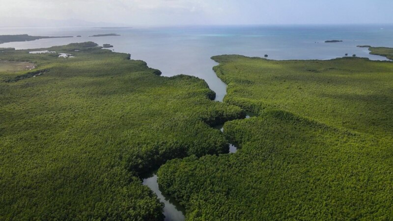 Researchers Discover World’s Largest Bacterium