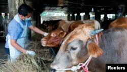 Petugas Ketahanan Pangan Kelautan dan Pertanian memeriksa sapi untuk mencegah penyebaran penyakit mulut dan kuku di Tanjung Priok, Jakarta Utara, 24 Juni 2022. (REUTERS/Ajeng Dinar Ulfiana)