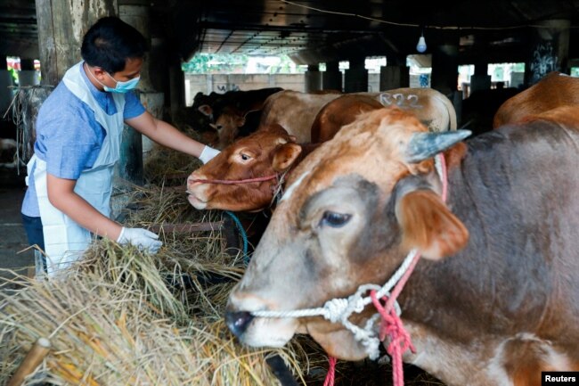 A Marine and Agricultural Food Security officer inspects a cow at a cattle shop to prevent the spread of foot and mouth disease in Tanjung Priok, North Jakarta, Indonesia, June 24, 2022. (REUTERS/Ajeng Dinar Ulfiana)
