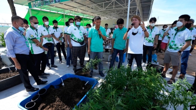 Entrepreneurs learn how to grow cannabis plants at a cannabis farm in Chonburi province, eastern Thailand on June 5, 2022.