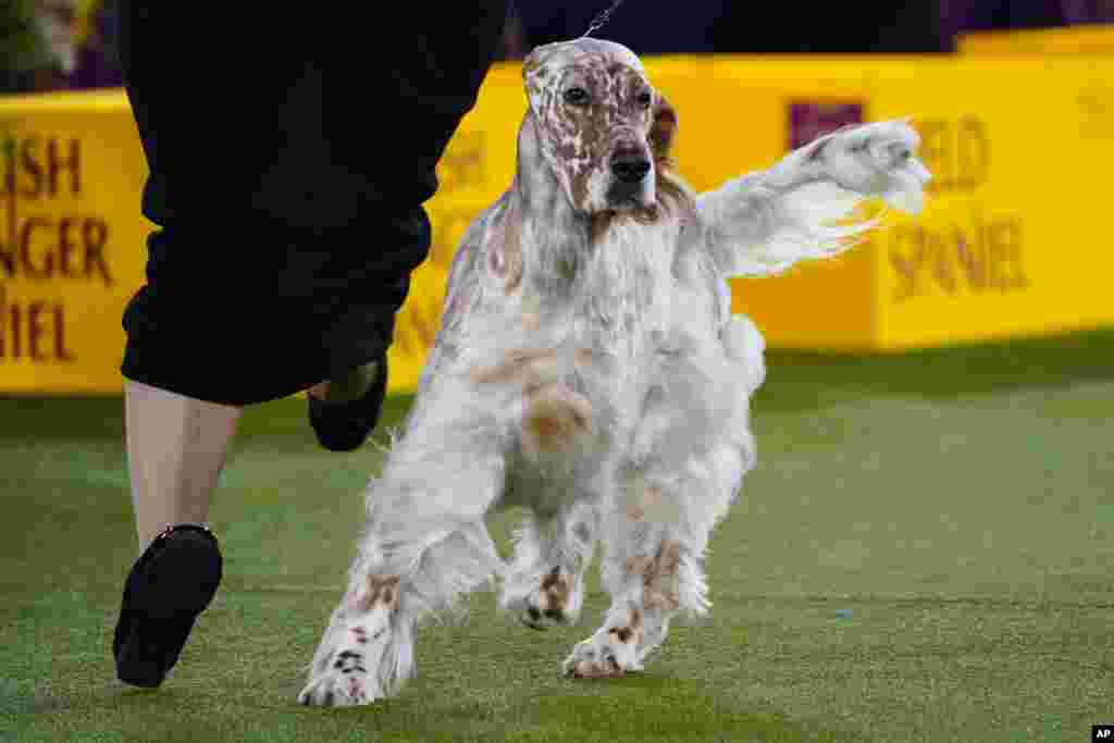 Belle, an English setter, competes in the sporting group at the 146th Westminster Kennel Club Dog Show, June 22, 2022, in Tarrytown, N.Y. Belle won the group.