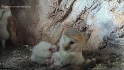 猫头鹰生活直播吸引全球网民 