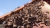 Australia Fights Honeybee Mite Infestation