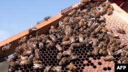 FILE - Bees are seen on a honeycomb at an apiary in the New South Wales town of Somersby, Australia, April 20, 2021.