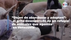 “Dejen de abandonar y adopten” : un refugio de animales agoniza en Venezuela