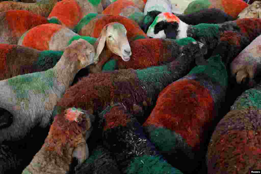 Sheep stand in a herd at a livestock market ahead of Eid al-Adha in Kabul, Afghanistan.