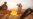 US Senate Passes Bill to Help Veterans Exposed to Toxic Burn Pits