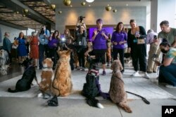 News media members with cameras take photos of dogs at a Westminster Kennel Club dog show preview event along with canine handlers in New York, June 16, 2022. The dogs get the spotlight, but the upcoming show is also illuminating a human issue: veterinari