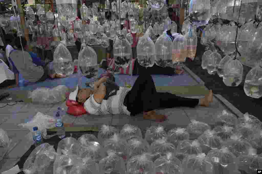 An aquarium fish seller rests as he waits for buyers at a market on the outskirts of Jakarta, Indonesia.