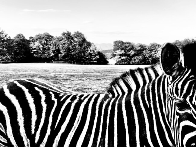 A zebra stands on a farm near Lake Maggiore, Italy, in this Wednesday, May 11, 2022 iPhone photo, taken by Oded Balilty. (AP Photo/Oded Balilty)
