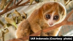 Kukang Kalimantan, satwa endemik yang hanya bisa ditemukan di Pulau Kalimantan