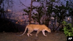 A leopard is seen walking across a ridge in Aarey colony near Sanjay Gandhi National Park overlooking Mumbai city, India, May, 12, 2018. ( Nikit Surve, Wildlife Conservation Society – India/ Sanjay Gandhi National Park via AP)