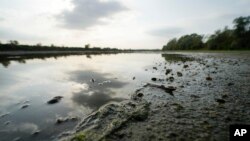 The worst drought Italy has faced in 70 years is thirsting the rice paddies of the river Po valley, jeopardizing the precious harvest of the Italian premium rice used for the tasty risotto, June 27, 2022.