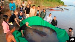 Imagen proporcionada por Maravillas del Mekong y fechada el 14 de junio de 2022, científicos del proyecto de investigación conjunto camboyano-estadounidense se preparan para liberar a una raya gigante de agua dulce de vuelta al río Mekong, en Camboya. (Chhut Chheana/Wonders of the Mekong vía AP)