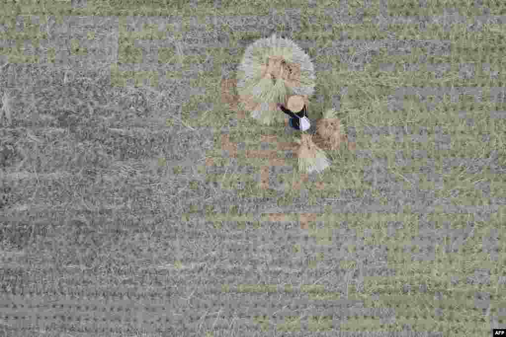 This image from above shows a farmer sorting out straws at a rice field in Hualien County, eastern Taiwan.