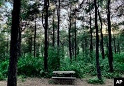A photo of a wooden bench in Basaksehir forest in Istanbul, Turkey, in this Thursday, June 16, 2022 iPhone photo, taken by Khalil Hamra. (AP Photo/Khalil Hamra)