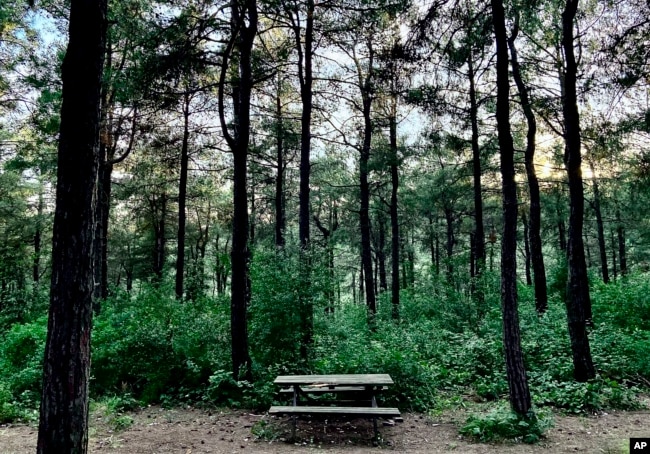 A photo of a wooden bench in Basaksehir forest in Istanbul, Turkey, in this Thursday, June 16, 2022 iPhone photo, taken by Khalil Hamra. (AP Photo/Khalil Hamra)