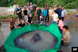 In this photo provided by Wonders of the Mekong taken on June 14, 2022, a team of Cambodian and American scientists and researchers, along with Fisheries Administration officials prepare to release a giant freshwater stingray back into the Mekong River in the northeastern province of Stung Treng, Cambodia. (Chhut Chheana/Wonders of the Mekong via AP)