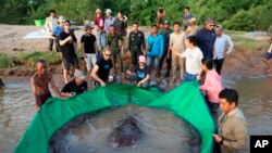 تیمی از دانشمندان و محققان کامبوجی و آمریکایی در حال بازگرداندن بزرگ‌ترین ماهی صیدشده در آب‌های شیرین جهان به داخل رودخانه مکونگ در کامبوج. ۱۴ ژوئن ٢٠١۴