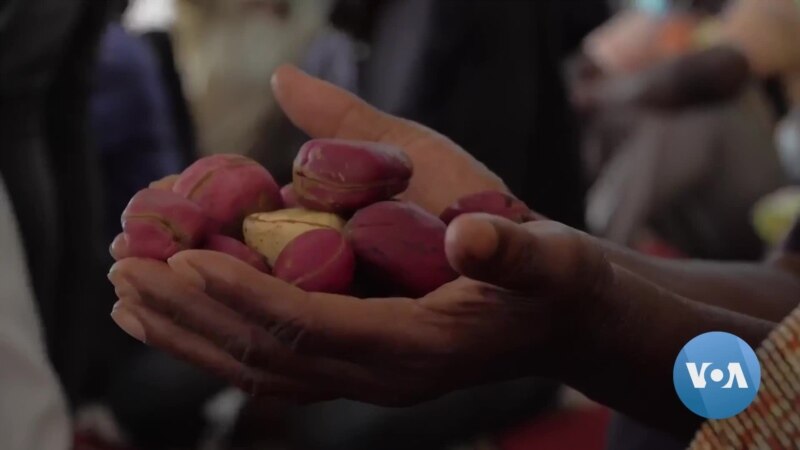 Lucrative Kola Nut Helps Energize Ivory Coast Economy