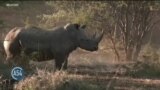 Rhinos Return to Mozambique After Local Extinction

