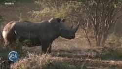 Rhinos Return to Mozambique After Local Extinction
