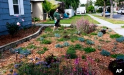 In this April 2, 2015 file photo, Denise Hurst shows her drought-tolerant garden. She used lots of wood chip mulch to help keep soil cool and moist. (AP Photo/Nick Ut, File)