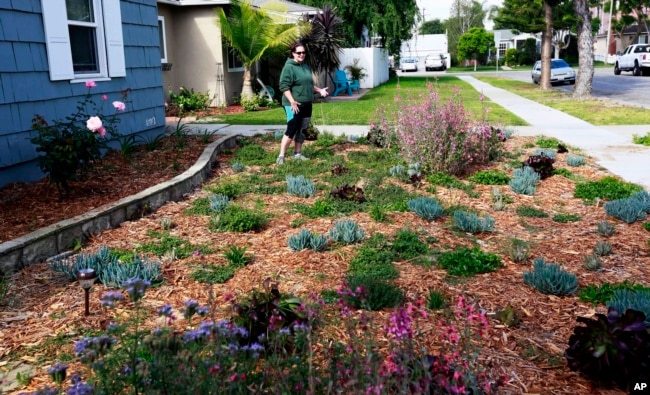 In this April 2, 2015 file photo, Denise Hurst shows her drought-tolerant garden. She used lots of wood chip mulch to help keep soil cool and moist. (AP Photo/Nick Ut, File)