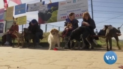 Amid Ukraine War, Volunteers Help Displaced People and Pets 