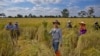 Thai Rice Demand Predicted to Rise as Ukraine War Continues 