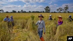 FILE - Thai farmers harvest an organic rice-field in Buriram, Thailand, Nov 4, 2016.