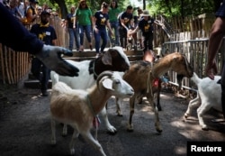 Penggembala kambing menggiring dua lusin kambing dari peternakan Green Goats di Rhinebeck, New York, saat dilepaskan ke Riverside Park untuk memakan tanaman invasif di Manhattan, New York City, AS 29 Juni 2022. (REUTERS/Mike Segar)