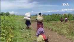 Masuba ma bato masalelami mpo na kokolisa bilanga na Shasha, na Nord-Kivu