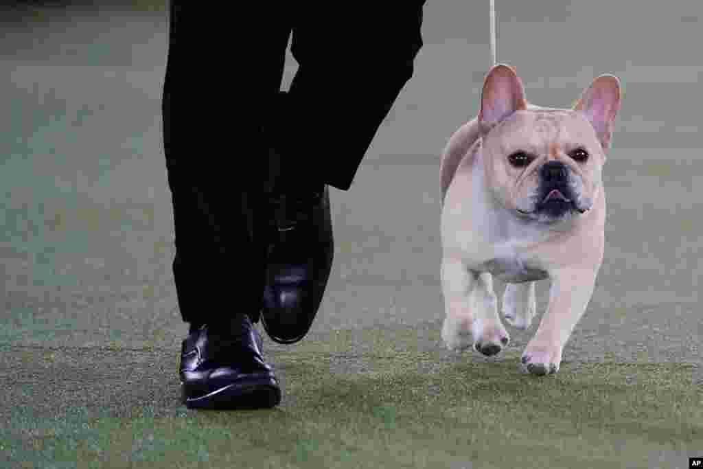 Winston, a French bulldog, competes for Best in Show at the 146th Westminster Kennel Club Dog Show, June 22, 2022, in Tarrytown, N.Y.